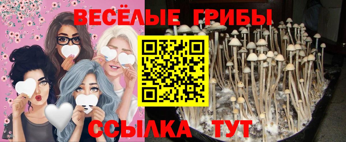 Псилоцибиновые грибы Magic Shrooms Тамбов